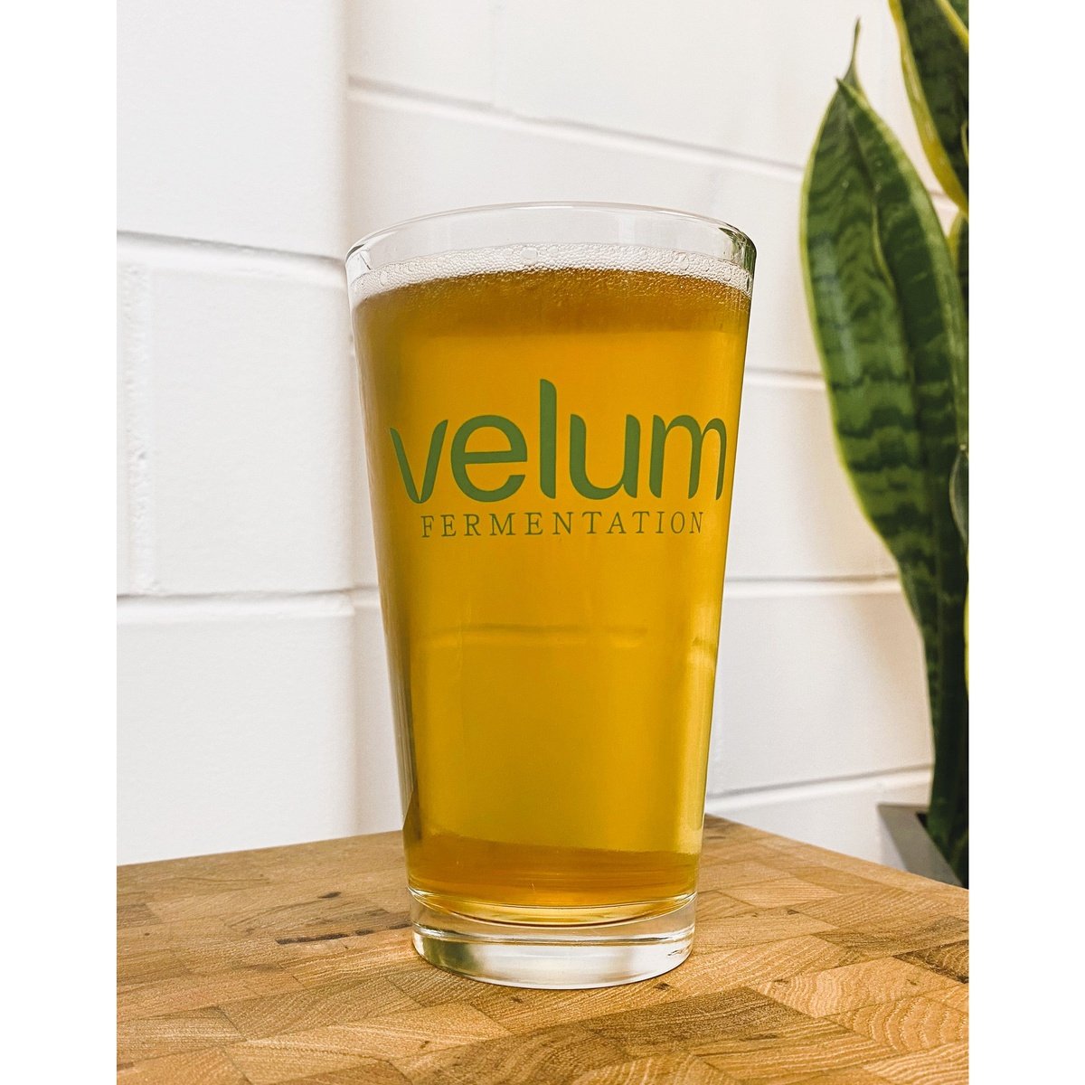 Velum Fermentation - Actual Factual - 1/6 Keg