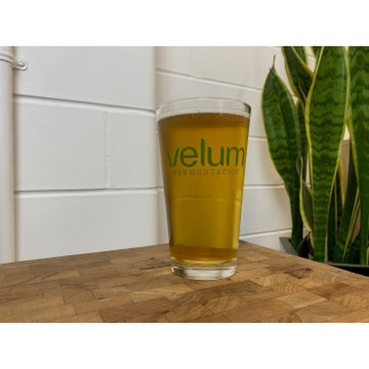 Velum Fermentation - Actual Factual - Czech Lager - 1/2 Keg
